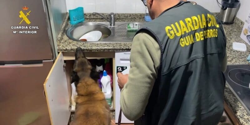 Perros han ayudado en la operación de la Guardia Civil