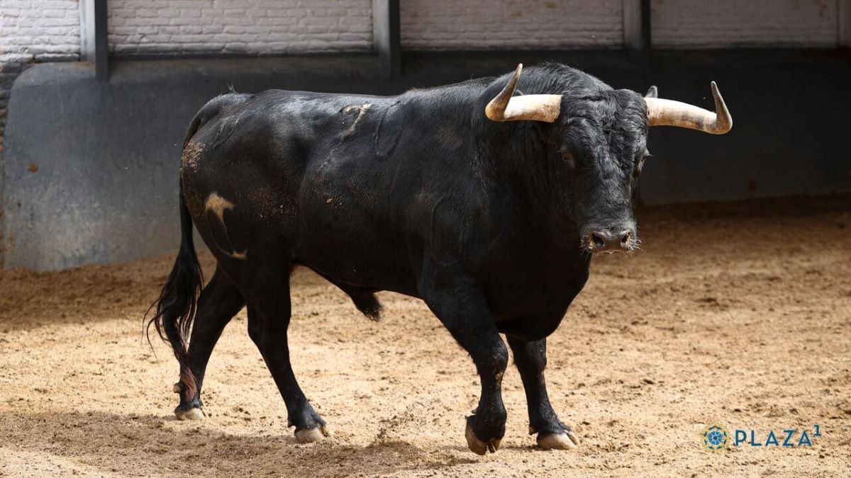 Toro Dulce I Plaza 1