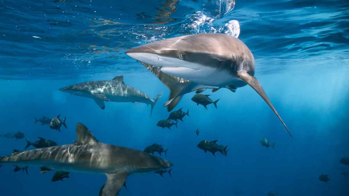 Tiburones en el mar