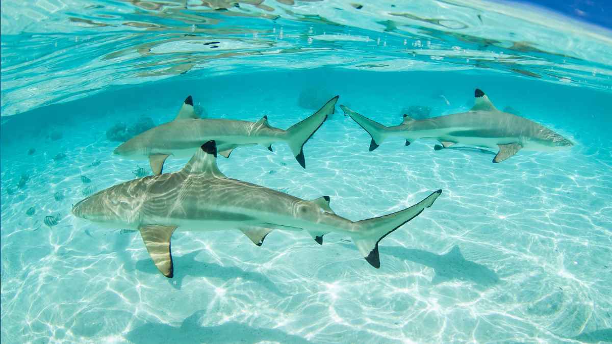 Tiburones en el mar