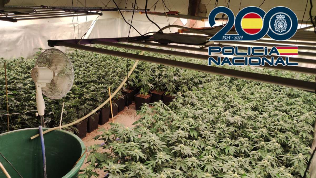 Plantaciones indoor de marihuana en Jerez