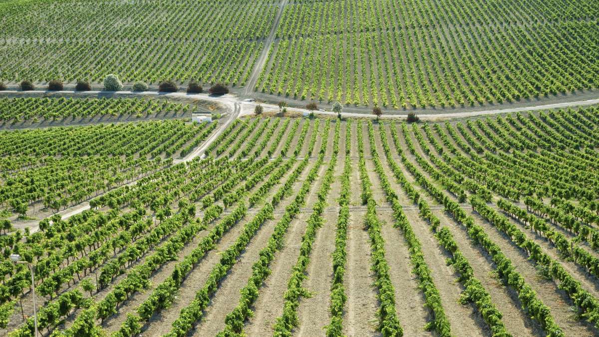 Vendimia en el Marco de Jerez | Consejo Regulador