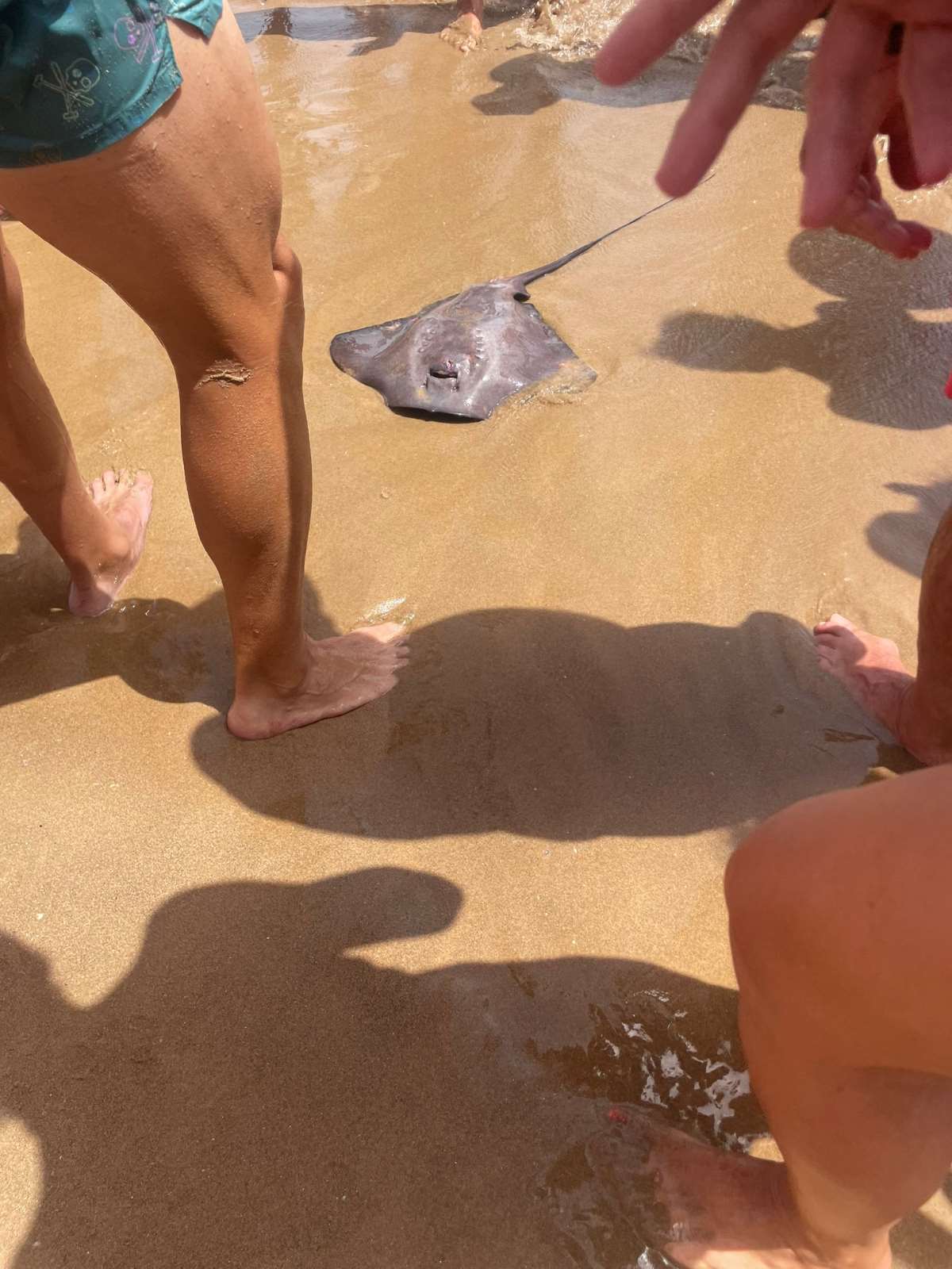 Pez raya avistado en la Playa Babilonia (Guardamar)