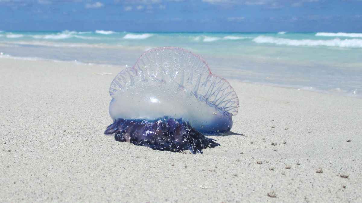 Carabela Portuguesa en las costas españolas