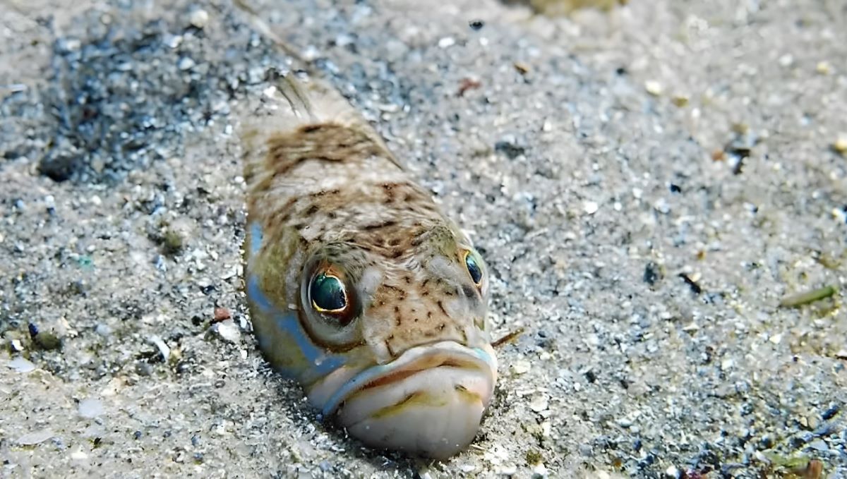 Pez araña o faneca en las costas españolas