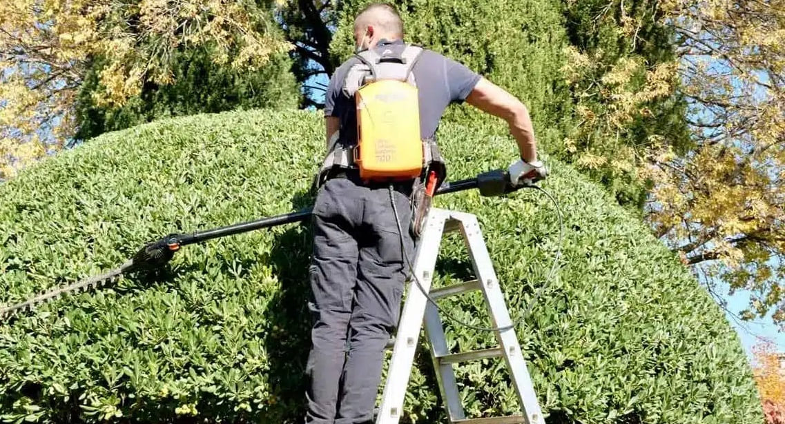 Un hombre podando un árbol en una imagen de archivo