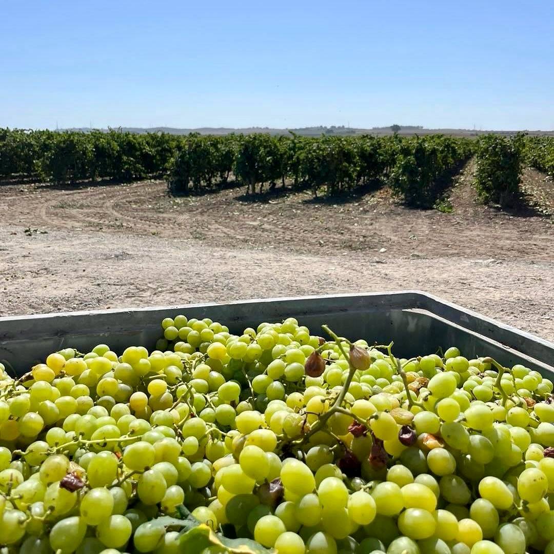Vendimia en Viña La Torre