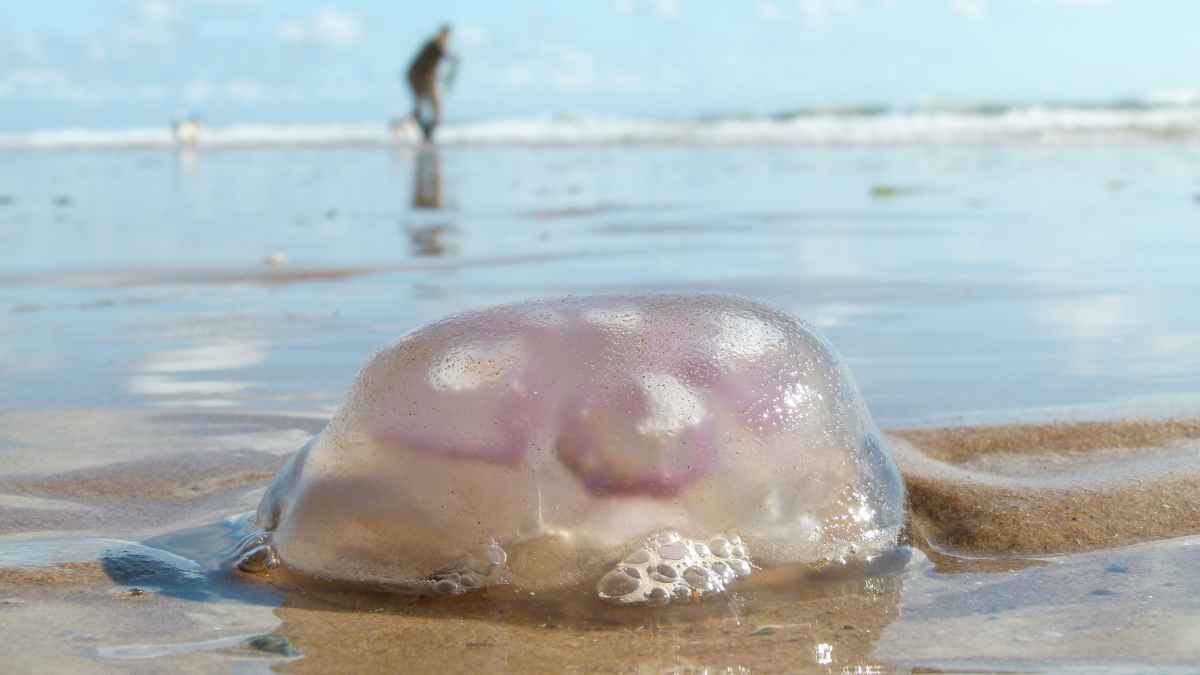 Una medusa en la playa