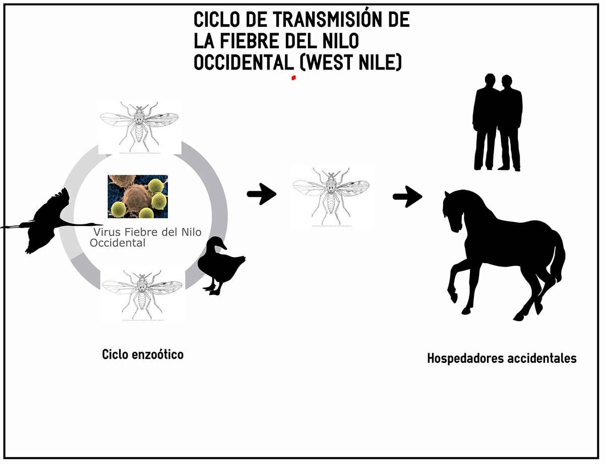 Ciclo Transmisionfonilo