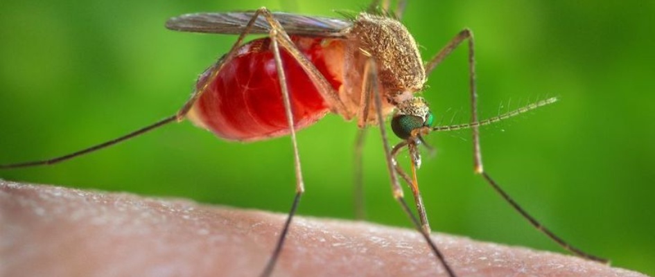 Mosquito del Nilo