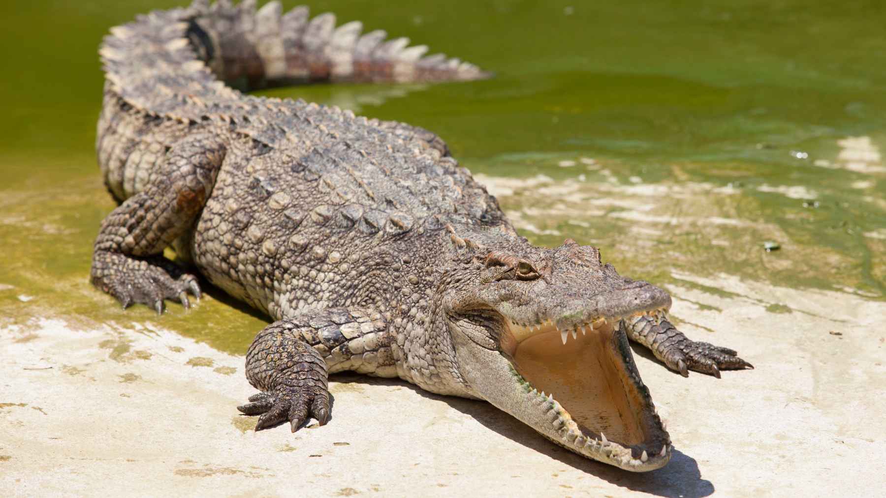 Posible avistamiento de cocodrilo en las costas españolas