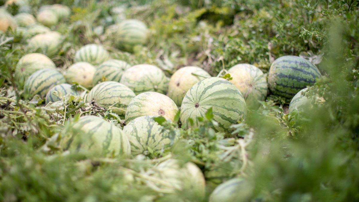 Sandía en Mercadona