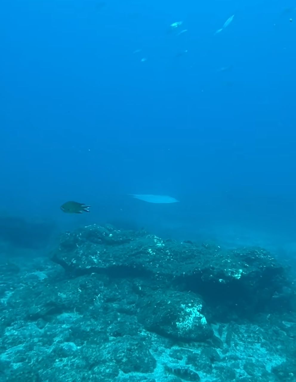 Mantelina albina en aguas de Gran Canaria | Yum.desing en TikTok