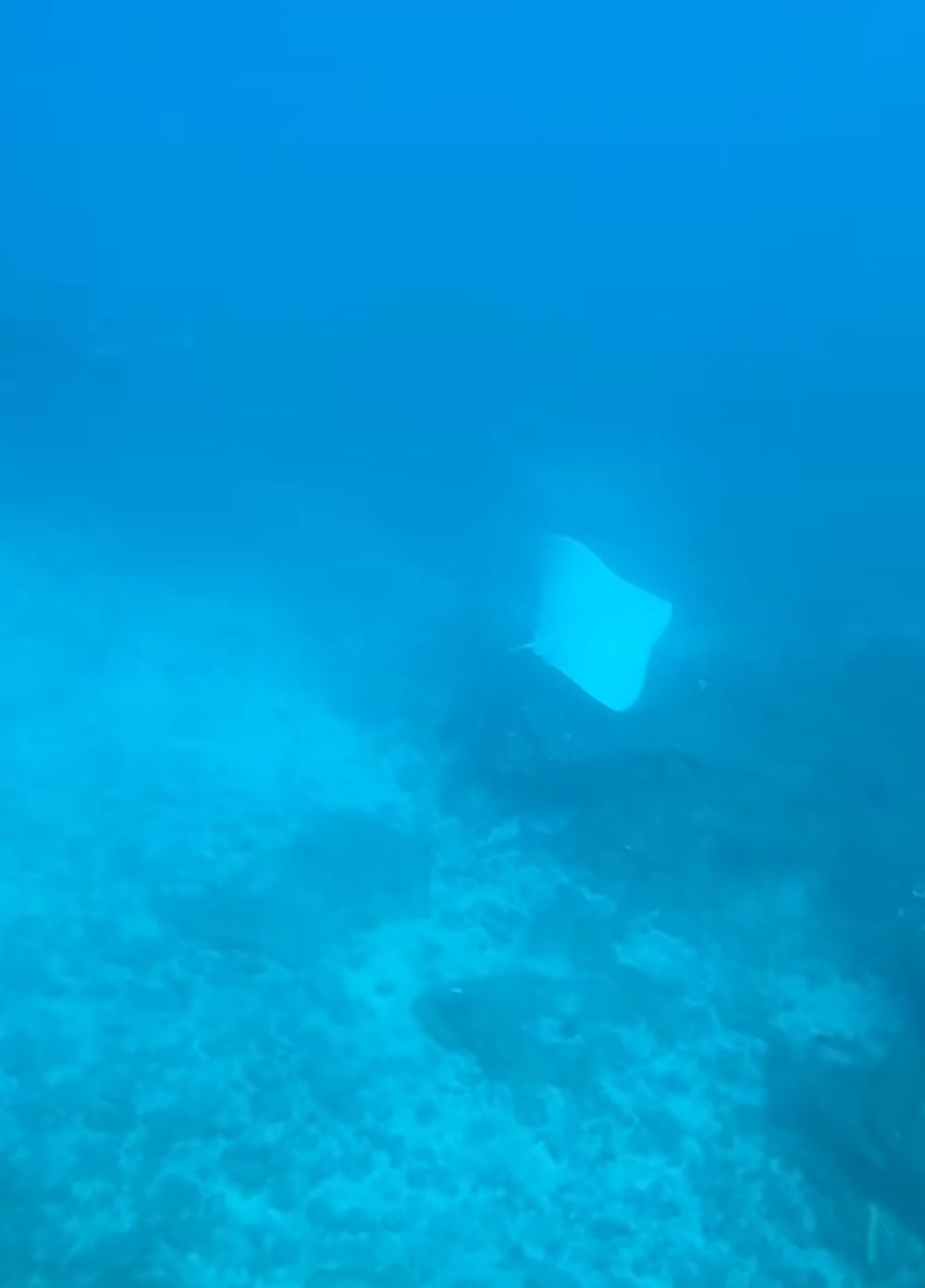 Mantelina albina en aguas de Gran Canaria | Yum.desing en TikTok