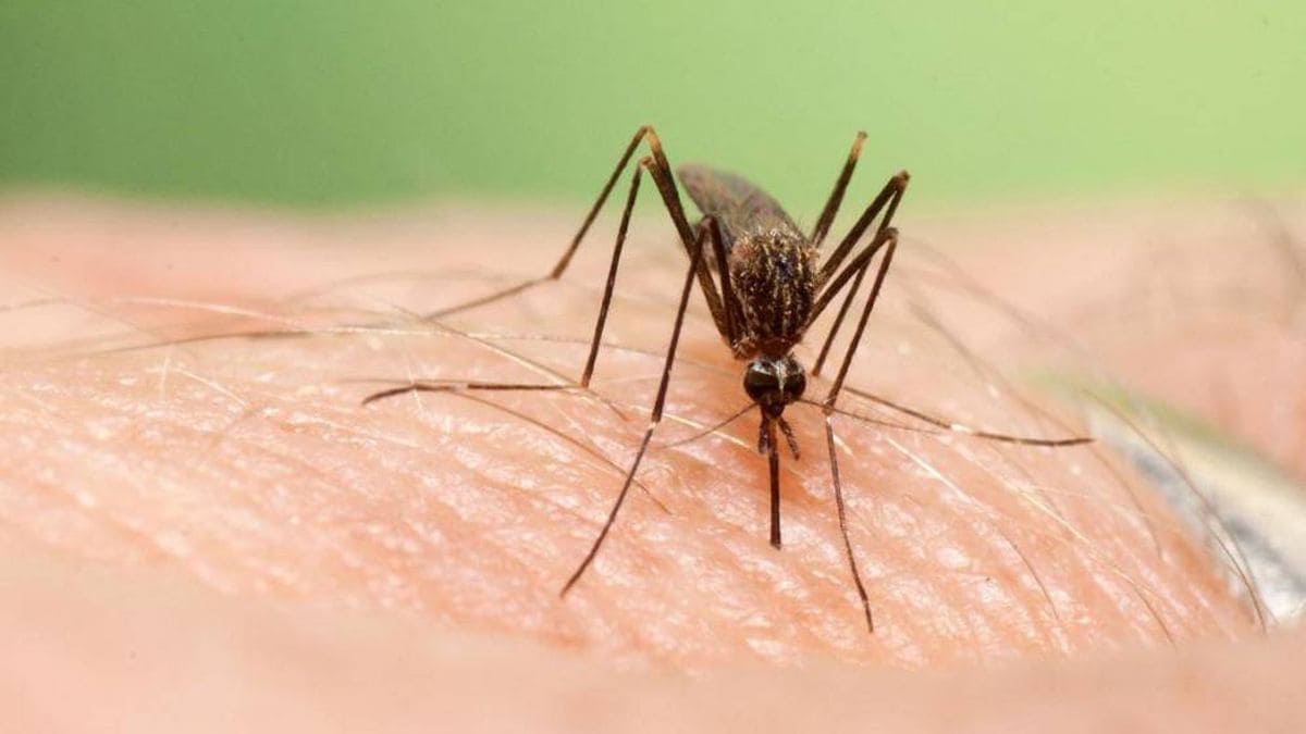 'Aedes japonicus', transmisor del virus del Nilo.