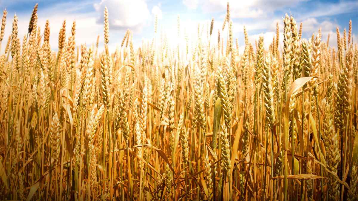 Cultivos de cereales