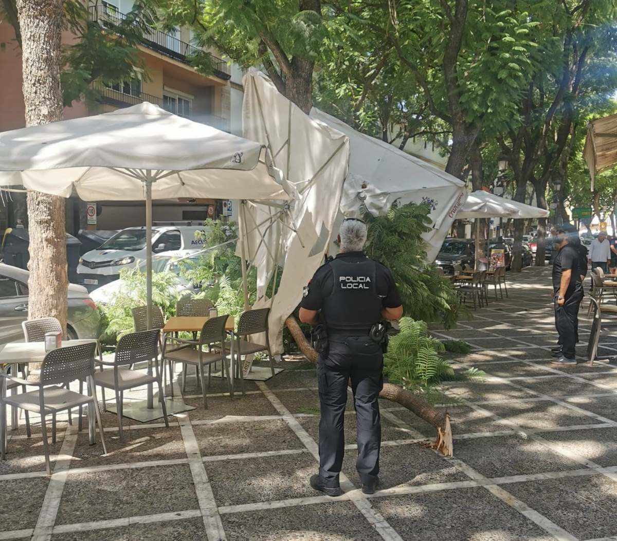 Caída de rama de grandes dimensiones en Calle Porvera, Jerez