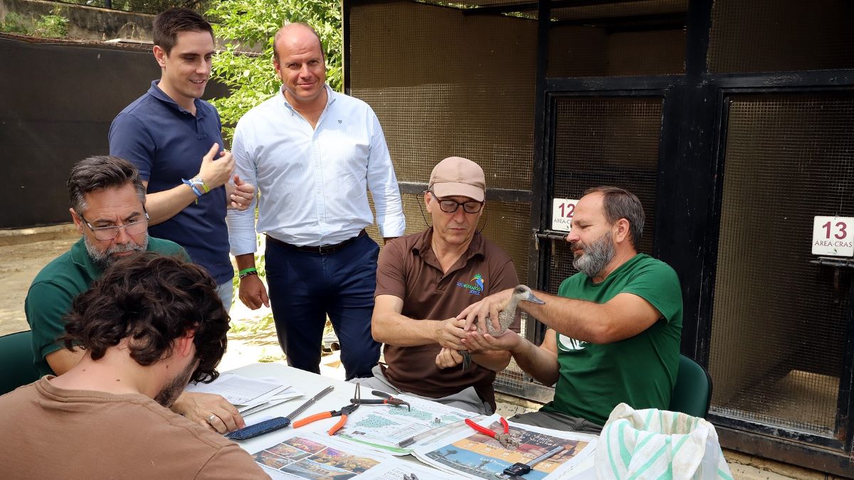 Anillamiento de Cerceta Pardilla