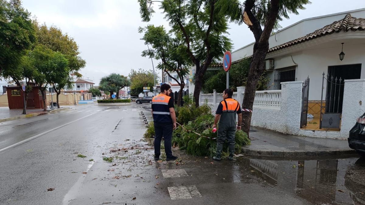 Árboles caídos durante el temporal