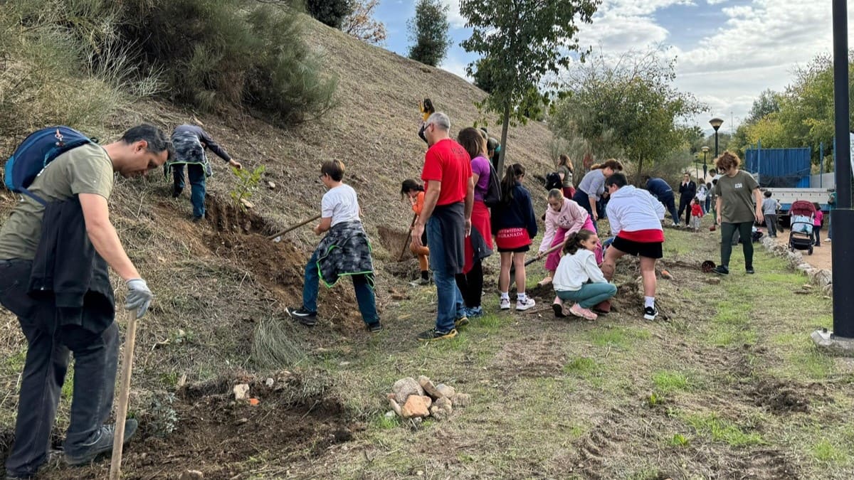 Plantación de árboles en Granada