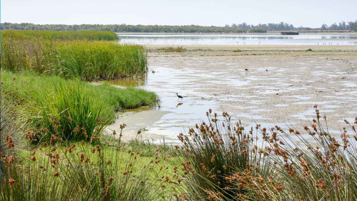 Parque Nacional de Doñana