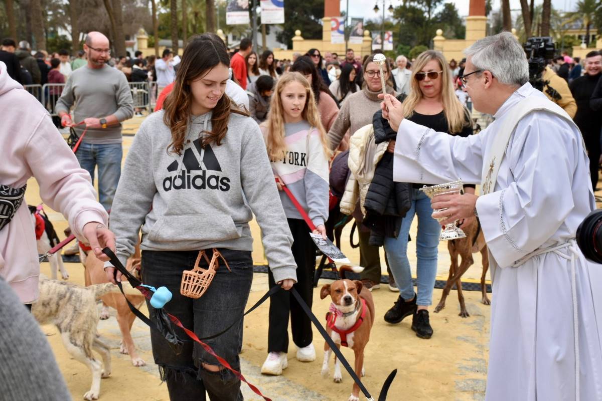 Festividad de San Antón en Jerez 2025 | Noelia Herrera