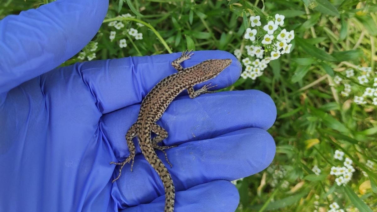 Un reptil en un invernadero de Almería