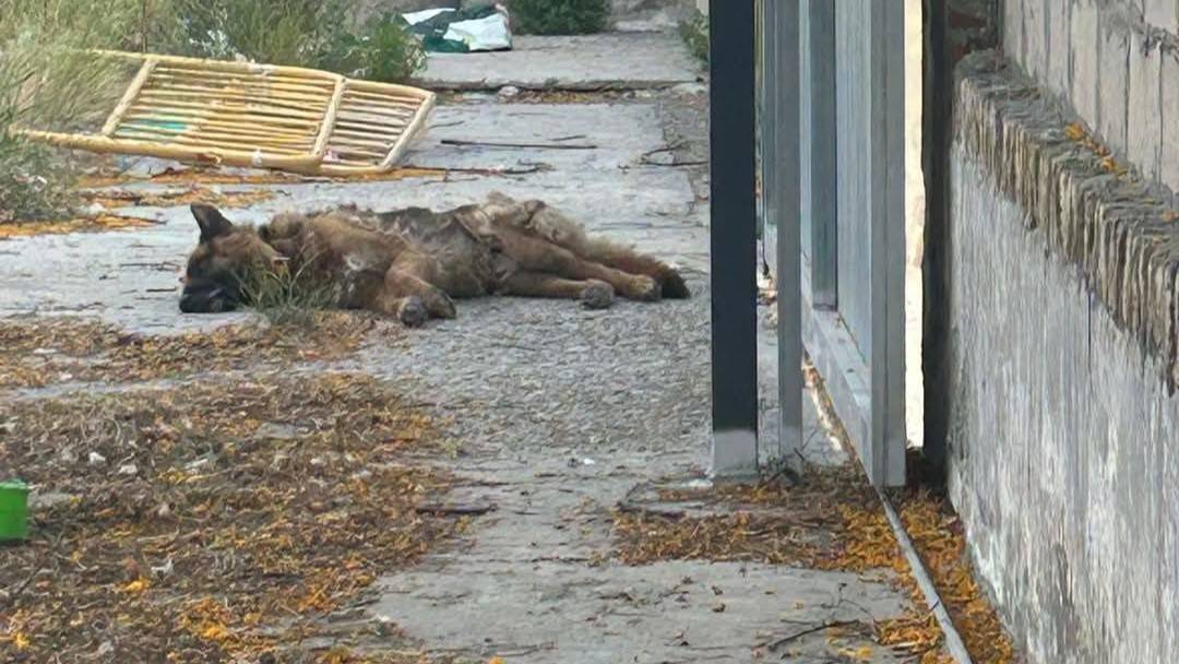 Pastor Alemán abandonado en Jerez