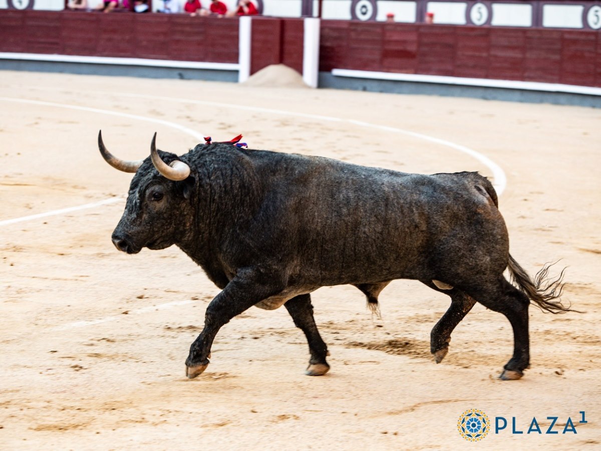 Toro Milhijas | Plaza 1