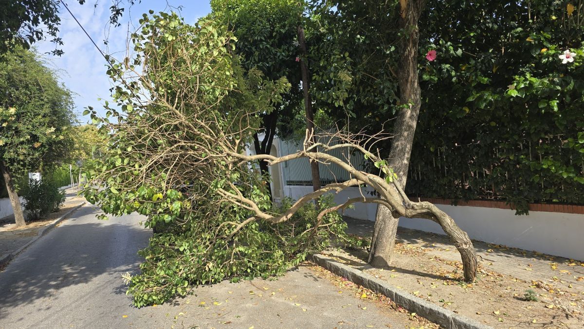 Una rama se queda medio suspendida en la calzada de la Avenida Las Adelfas de Jerez entre el cable de Movistar y la acera, tras ser retirado el vehículo por la propietaria