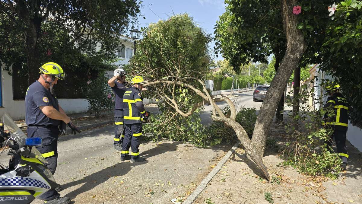 Bomberos trocean las ramas para retirarla de la calzada de la Avenida de las Adelfas, Jerez