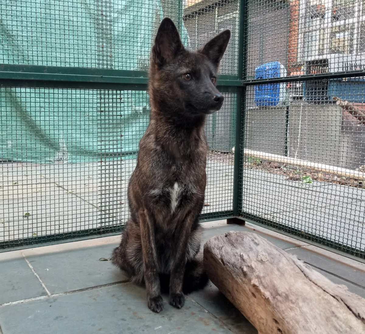 Dogxim, primer híbrido entre perro y zorro, después del accidente