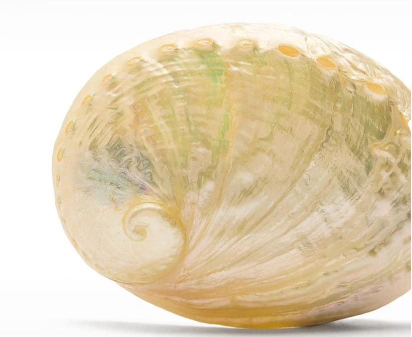 Pinza para el pelo con forma de concha en liso