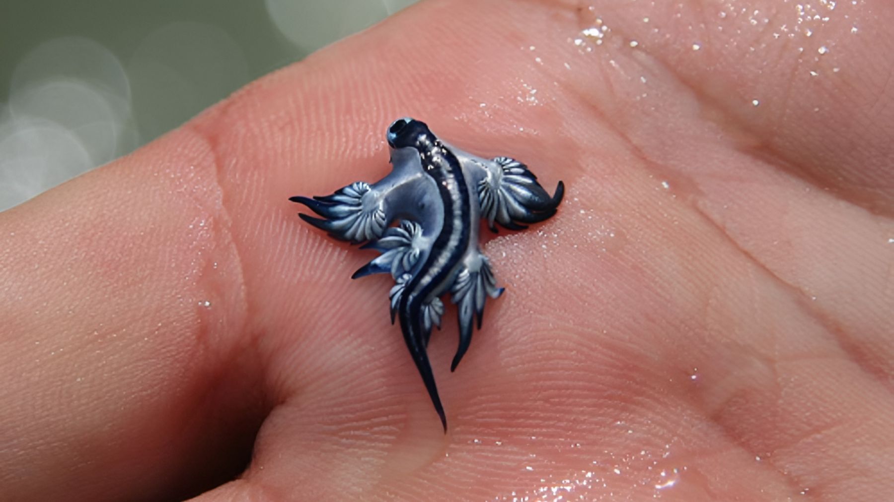 Ejemplar de dragón azul en la localidad valenciana de Canet d'en Berenguer