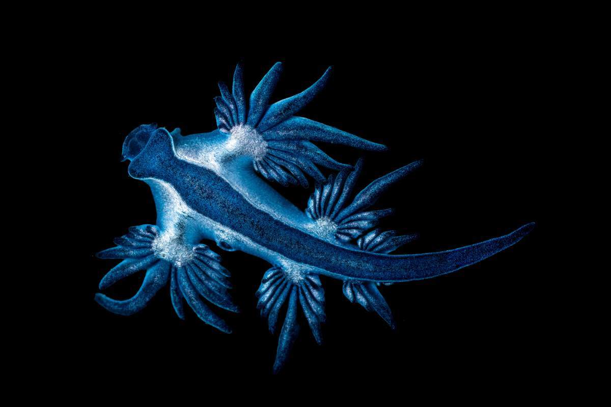 Glaucus atlanticus
