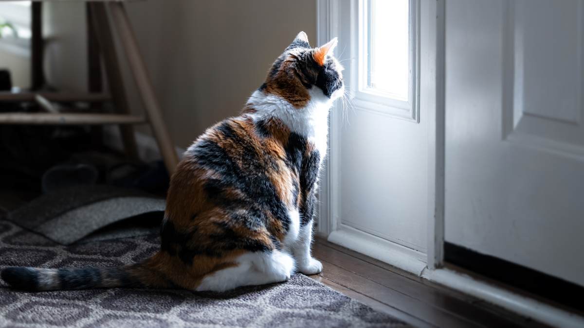 Gato espera a sus dueños solo en casa