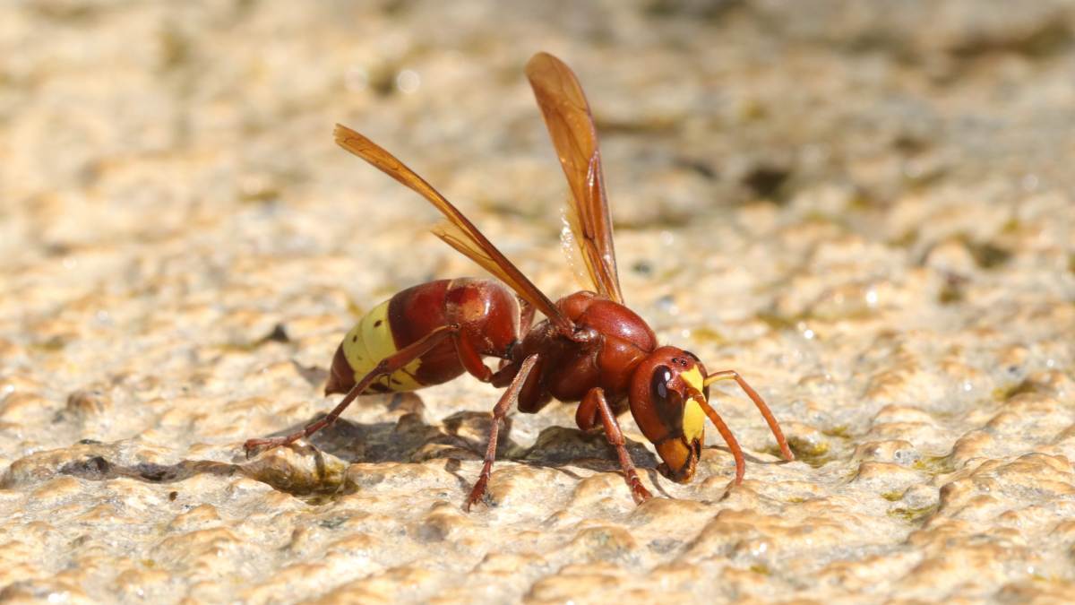 El avispón oriental se expande en Andalucía, ya hay nidos en Jerez, Cádiz, Sevilla y Málaga