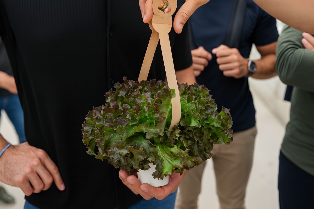 Lechugas vivas en maceta para colgar de la ciudad de cultivos hidropónicos de José Elías
