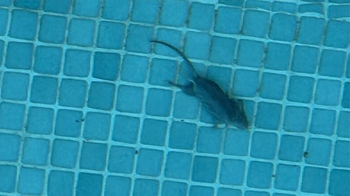 Rata sumergida en una piscina de Los Villares, Jerez