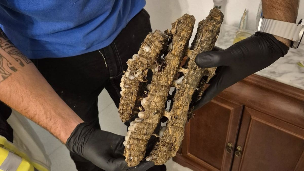 Avispero encontrado en Jerez