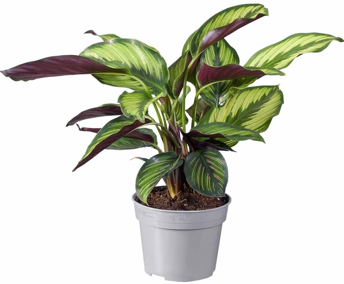 Calathea & Ctenanthe