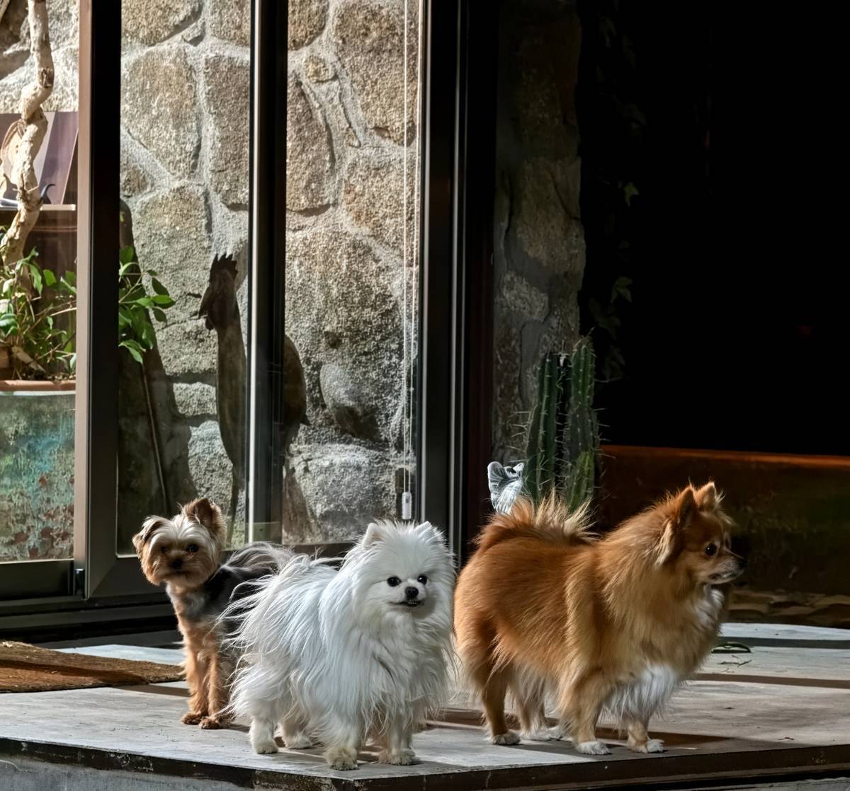 Los perros de Fernando Tejero