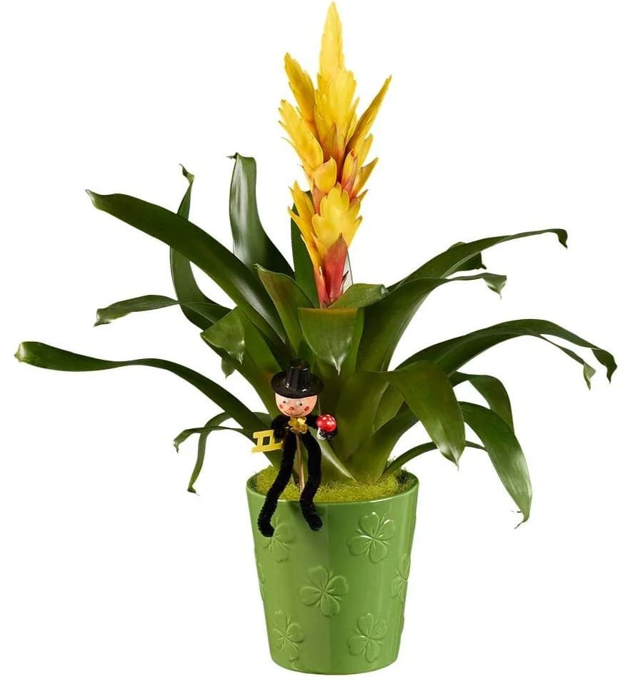 Bromelia