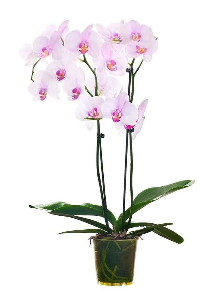 Orquídea