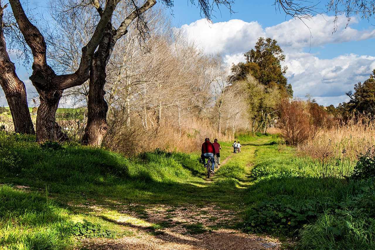 Jerez impulsa el Plan Árbol con la plantación de olmos resistentes a la grafiosis | Agustín García Lázaro