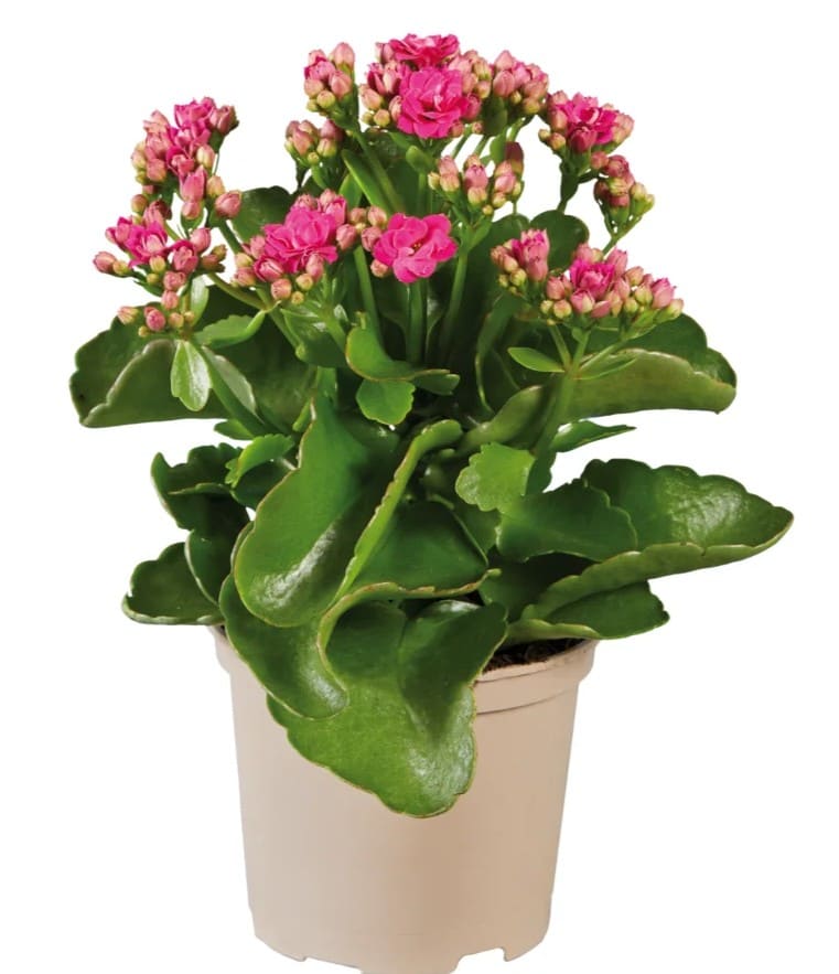 Kalanchoe Livarno 