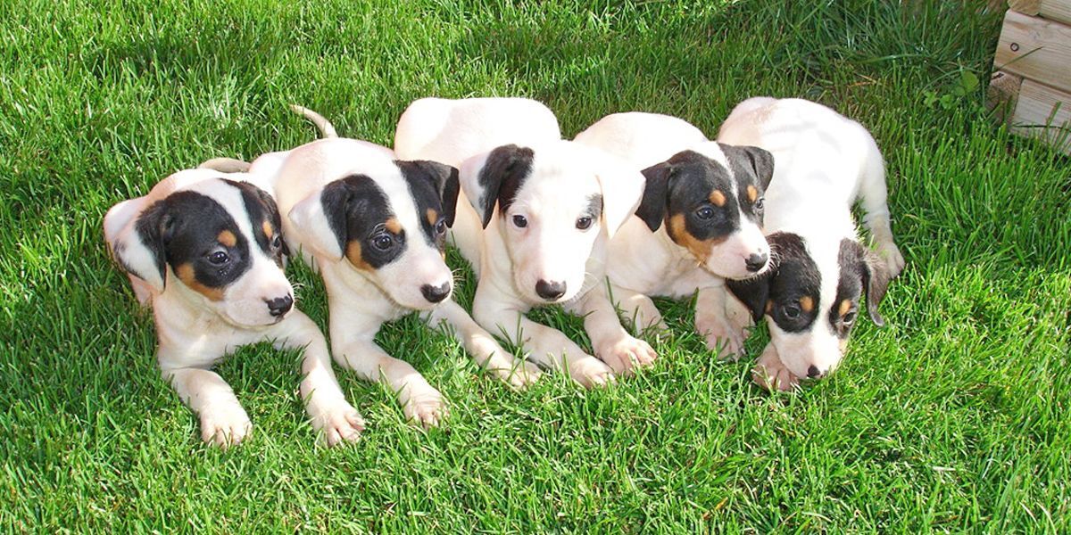 ratoneros bodegueros