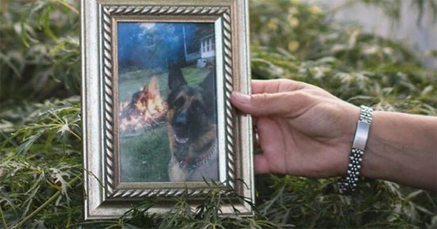 perro buddy pastor aleman positivo coronavirus