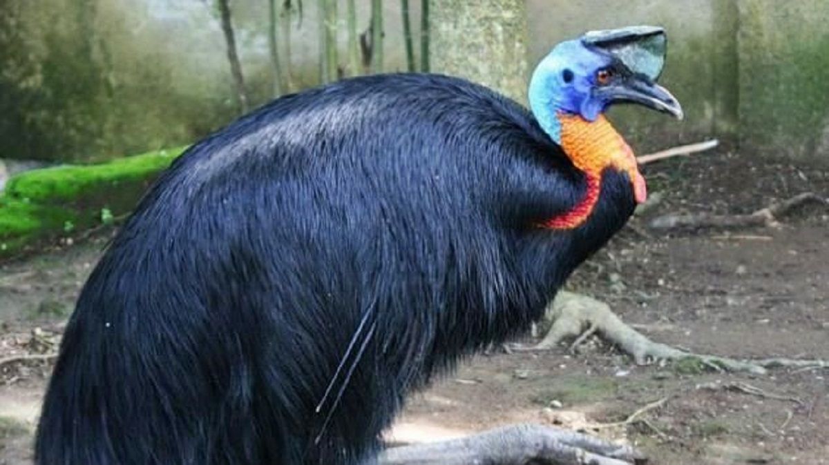 Casuario Zoo de Jerez