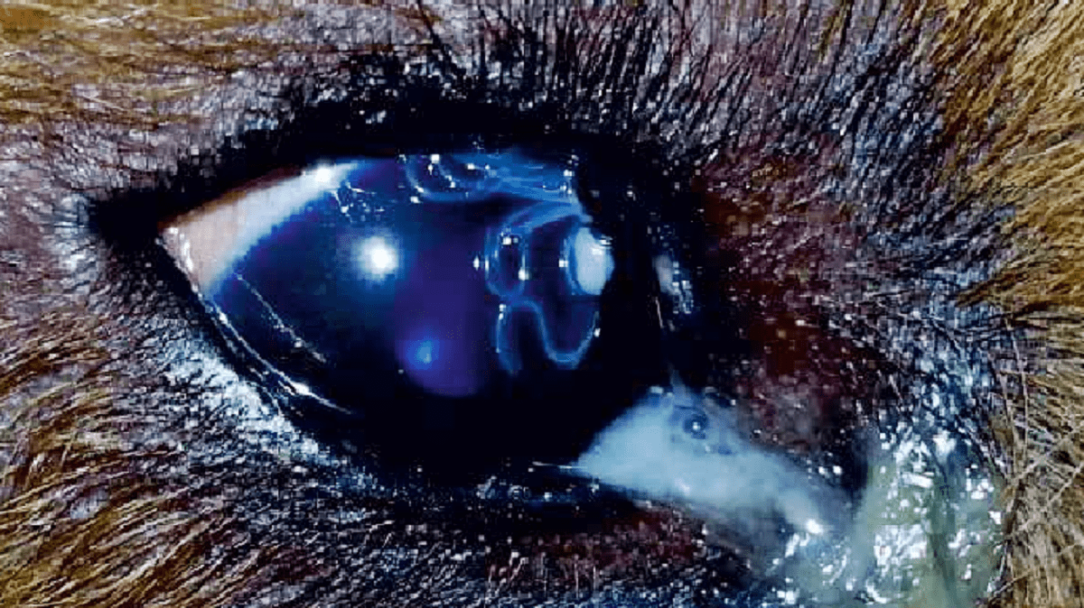 Ojo de un perro infectado